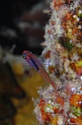 Apogon erythrosoma Apogon ruby-Safaga Coral Beach-15m-20171123nuit-Denis-ADER-DSC_3703_tn